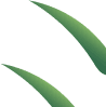 http://process%203%20leaf%203