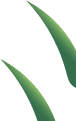 http://process%203%20leaf%204